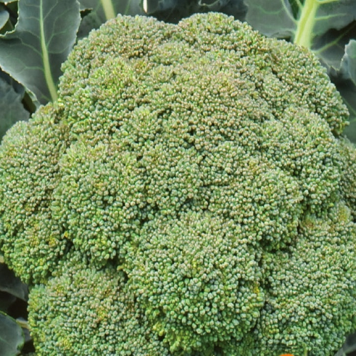 Chou brocoli Calabrese Natalino - Brassica oleracea calabrese natalino