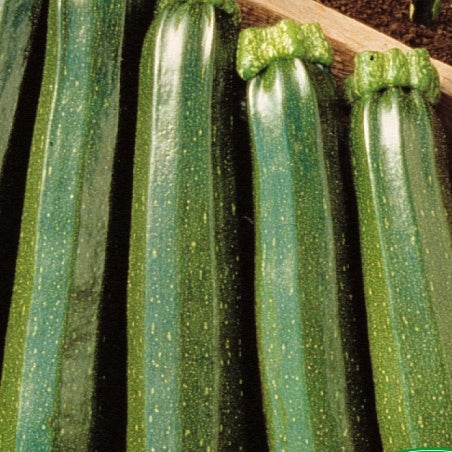 Courgette Partenon F1 - Cucurbita pepo partenon f1 - Graines de fruits et légumes