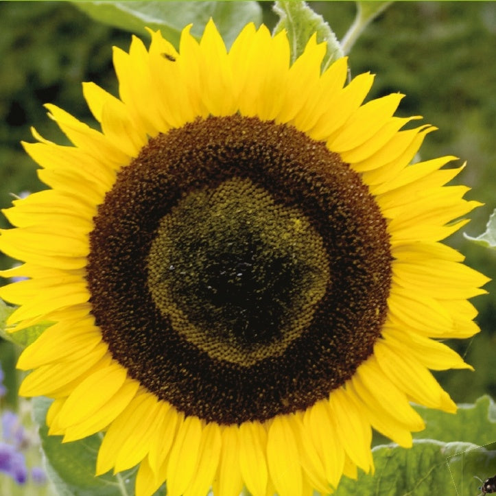 Tournesol à fleur géante Bio - Helianthus annuus giganteus