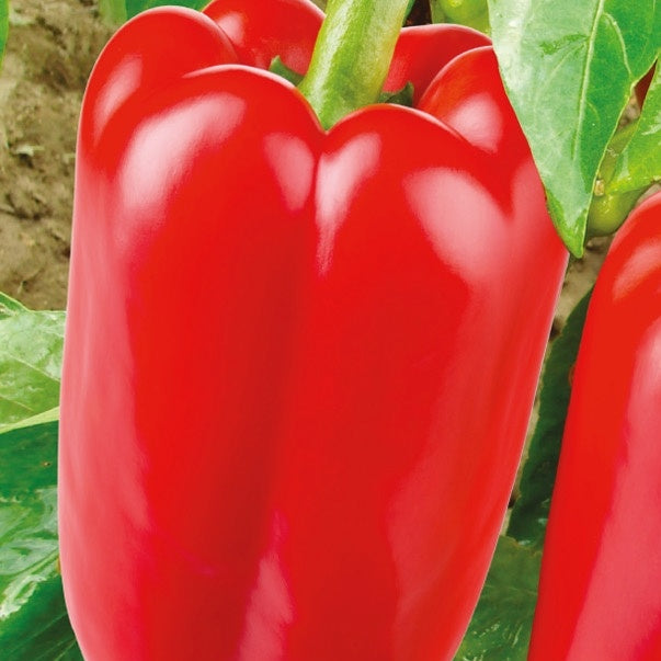 Poivron Jubilandska Bio - Capsicum annuum jubilandska