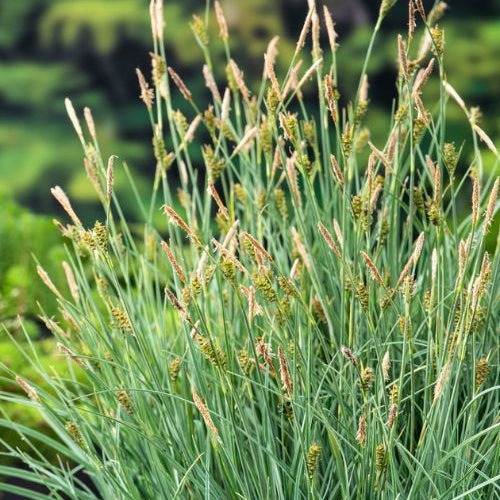 Laîche faux Panic - Carex - Plantes