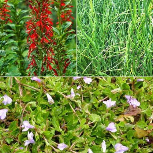 3 plantes de bassin avec panier et anneau de flottaison - Lobelia cardinalis, Juncus spiralis, Mazus reptans - Plantes aquatiques