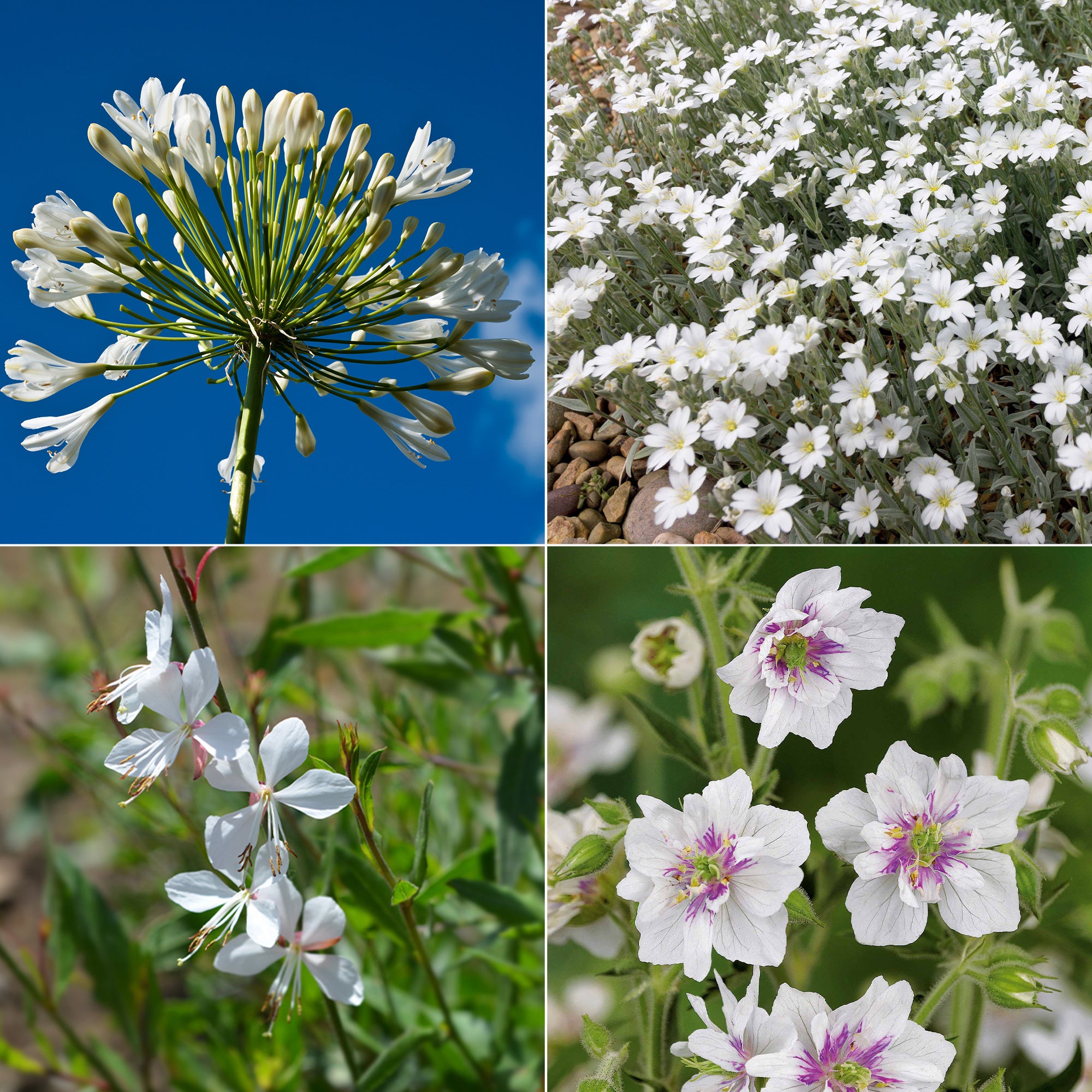plante fleurie blanche Collection de 9 plantes vivaces à fleurs blanches