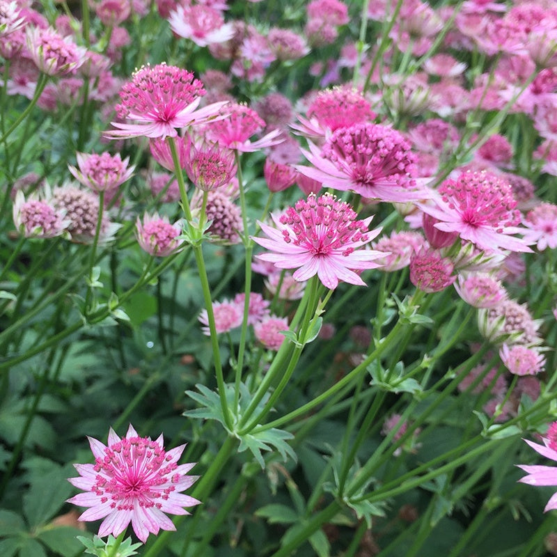 6 Astrances Rosea et Purple Joyce en mélange - Astrantia major rosea, purple joyce - Plantes