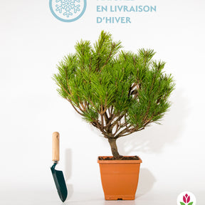 Pin nain Pierrick Brégeon - Pinus nigra pierrick brégeon - Conifères