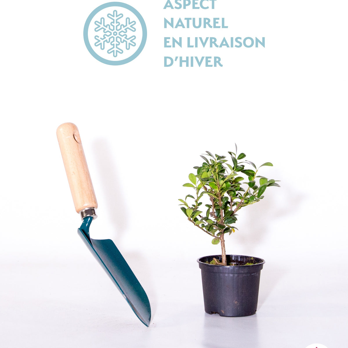 Bambou sacré Magical® Lemon Lime - Nandina domestica magical ® lemon lime - Willemse