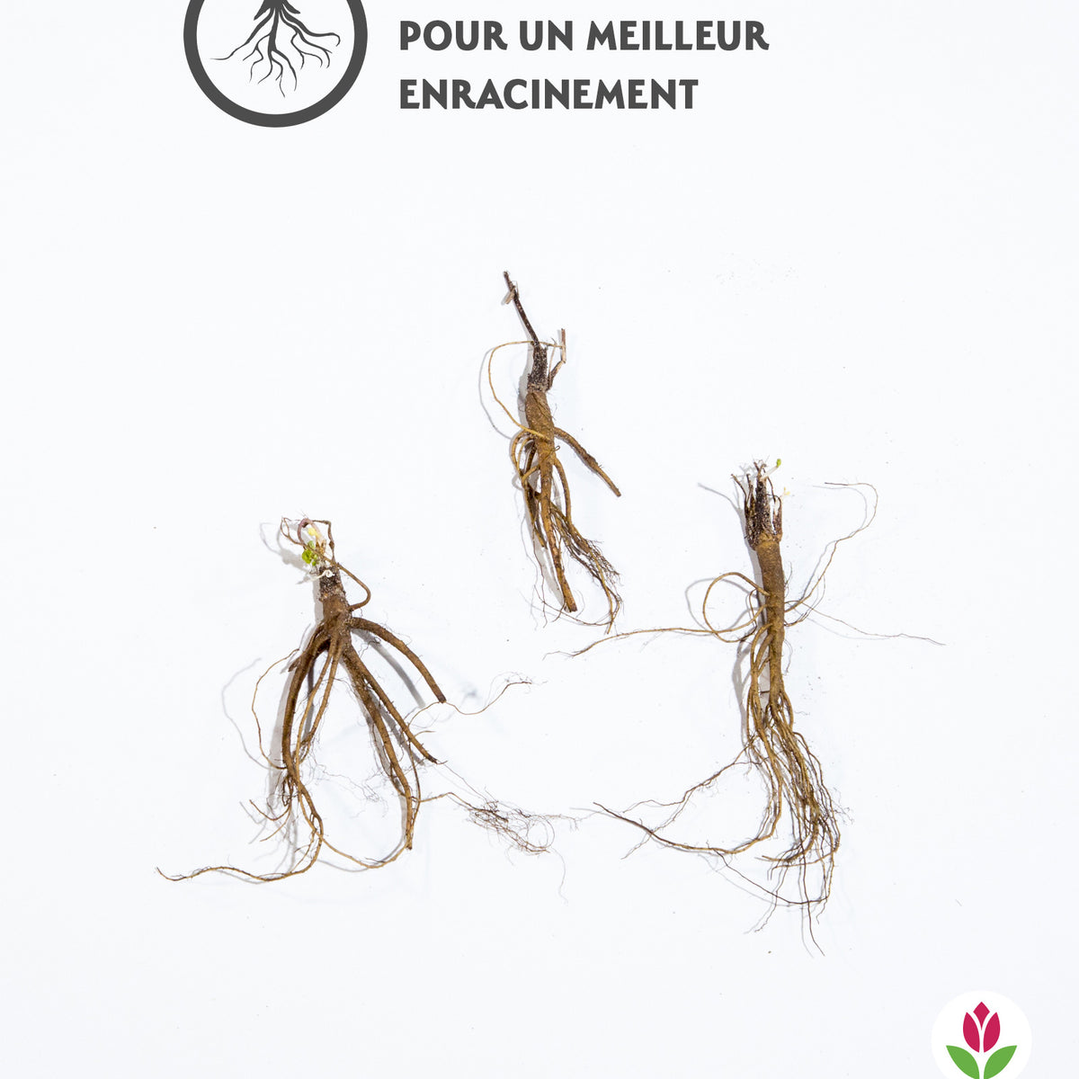 3 Ancolies Barlow en mélange - Aquilegia vulgaris barlow - Plantes