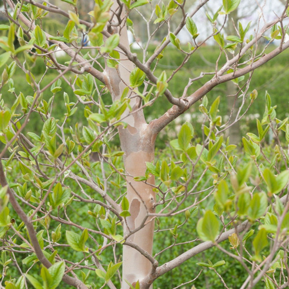 Stewartia - Stewartia pseudocamellia - Arbustes