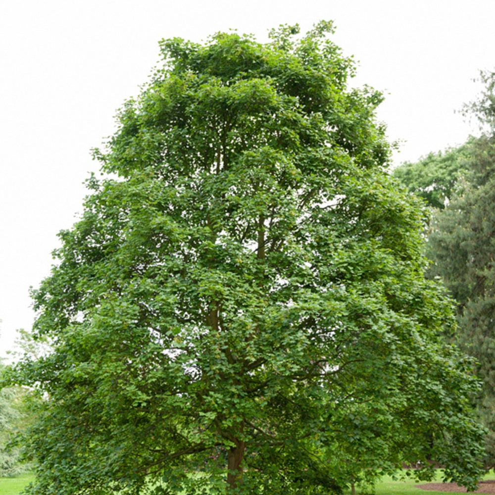 Erable champêtre - Acer campestre - Arbres