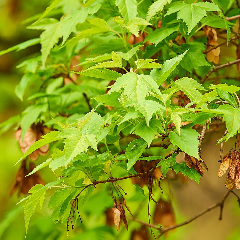 Erable du fleuve Amour - Acer ginnala - Arbres