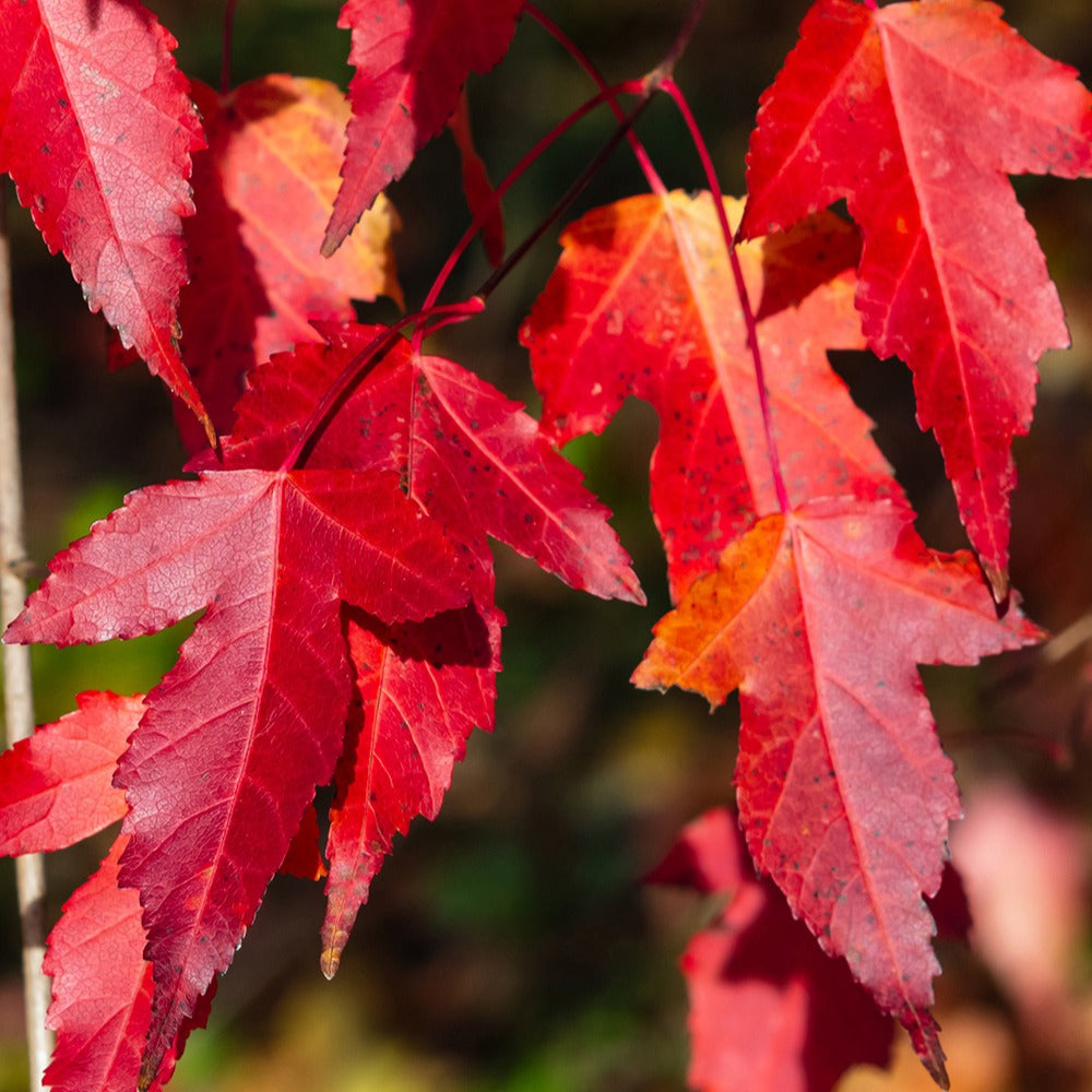 Erable du fleuve Amour - Acer ginnala - Plantes