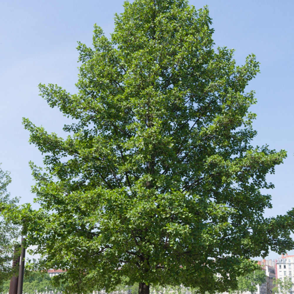 Aulne glutineux - Alnus glutinosa - Arbres