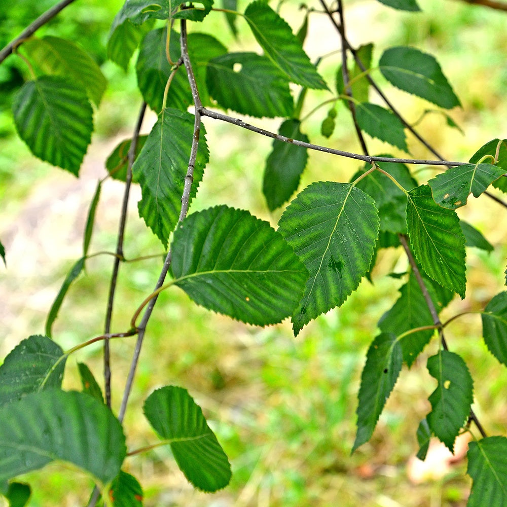Bouleau de l'Himalaya - Betula utilis