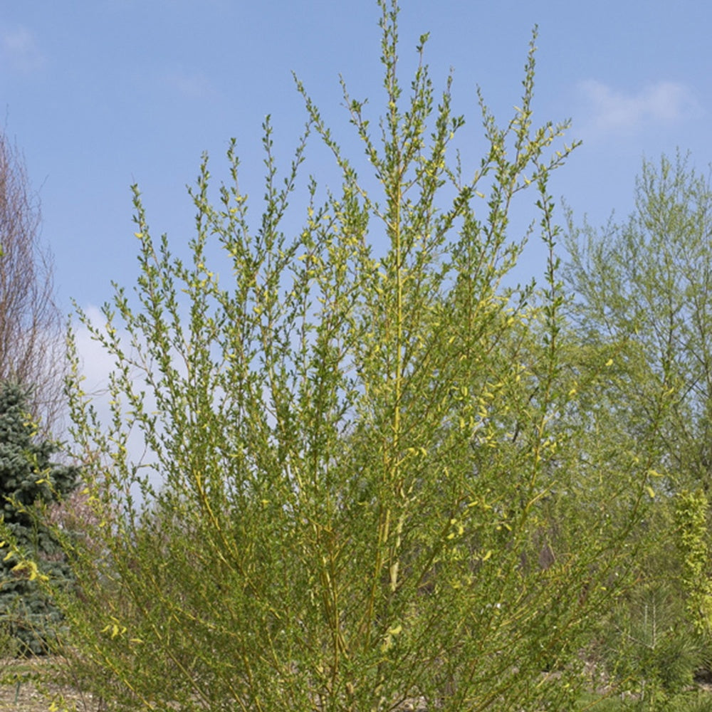 Saule des vanniers - Salix viminalis - Saule