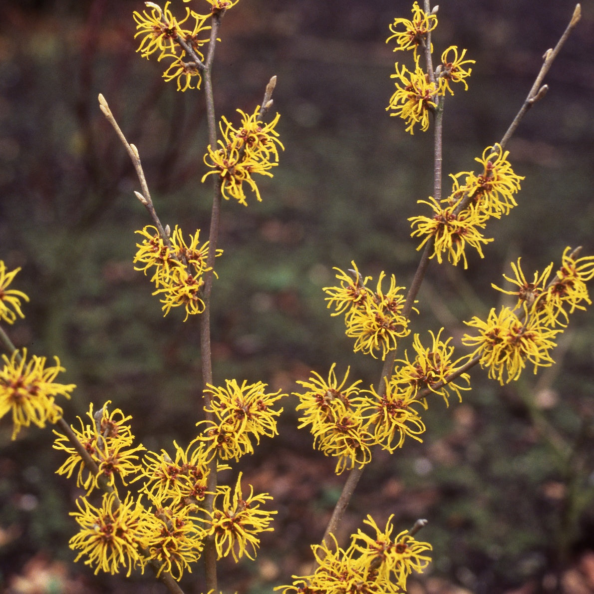 Hamamélis intermedia Sunburst - Hamamelis intermedia 'sunburst' - Plantes