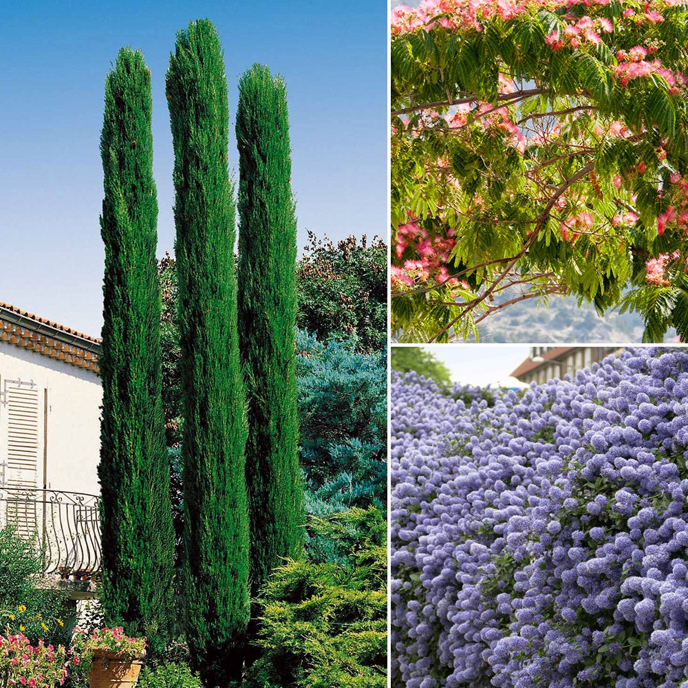 Collection de 3 arbustes : cyprès, céanothe, albizia - Cupressus totem, ceanothus impressus victoria, alb - Plantes