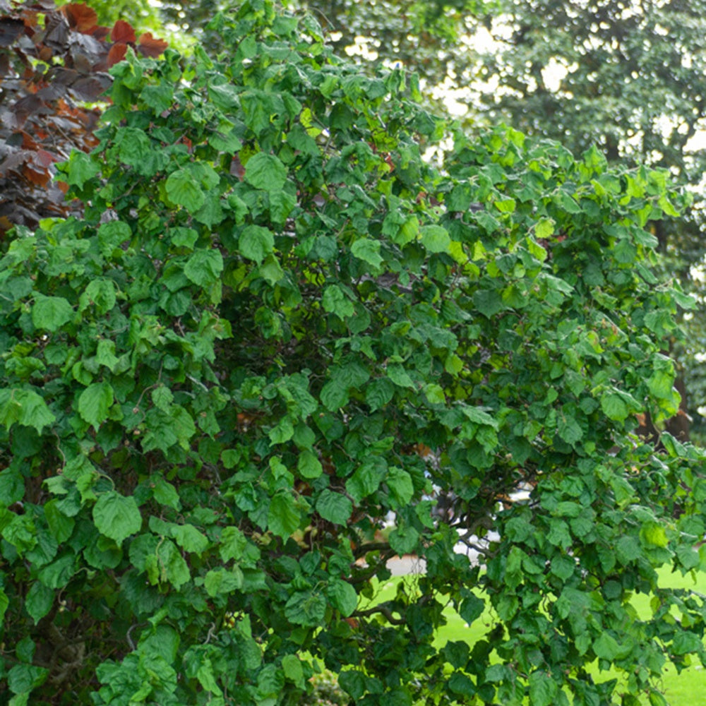 Noisetier tortueux - Corylus avellana 'contorta'