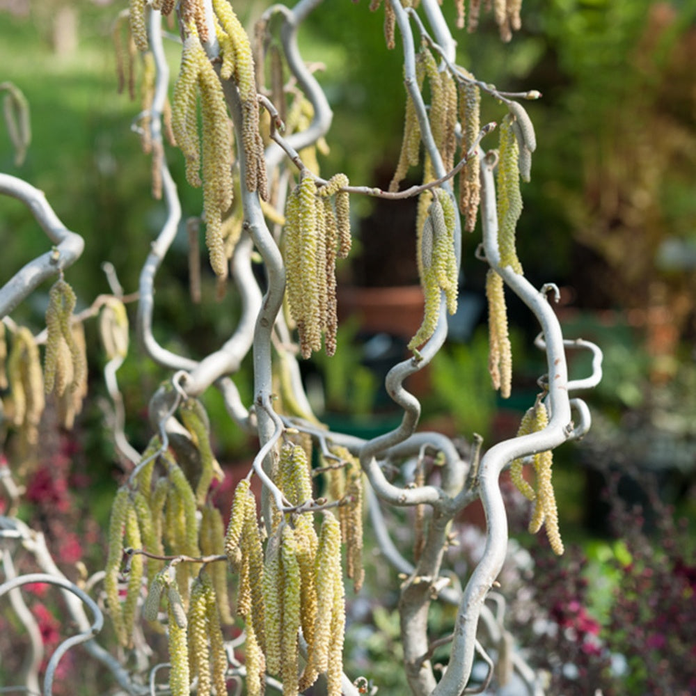 Noisetier tortueux - Corylus avellana 'contorta'