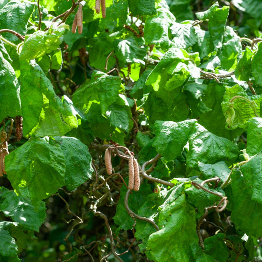 Noisetier tortueux - Corylus avellana 'contorta'