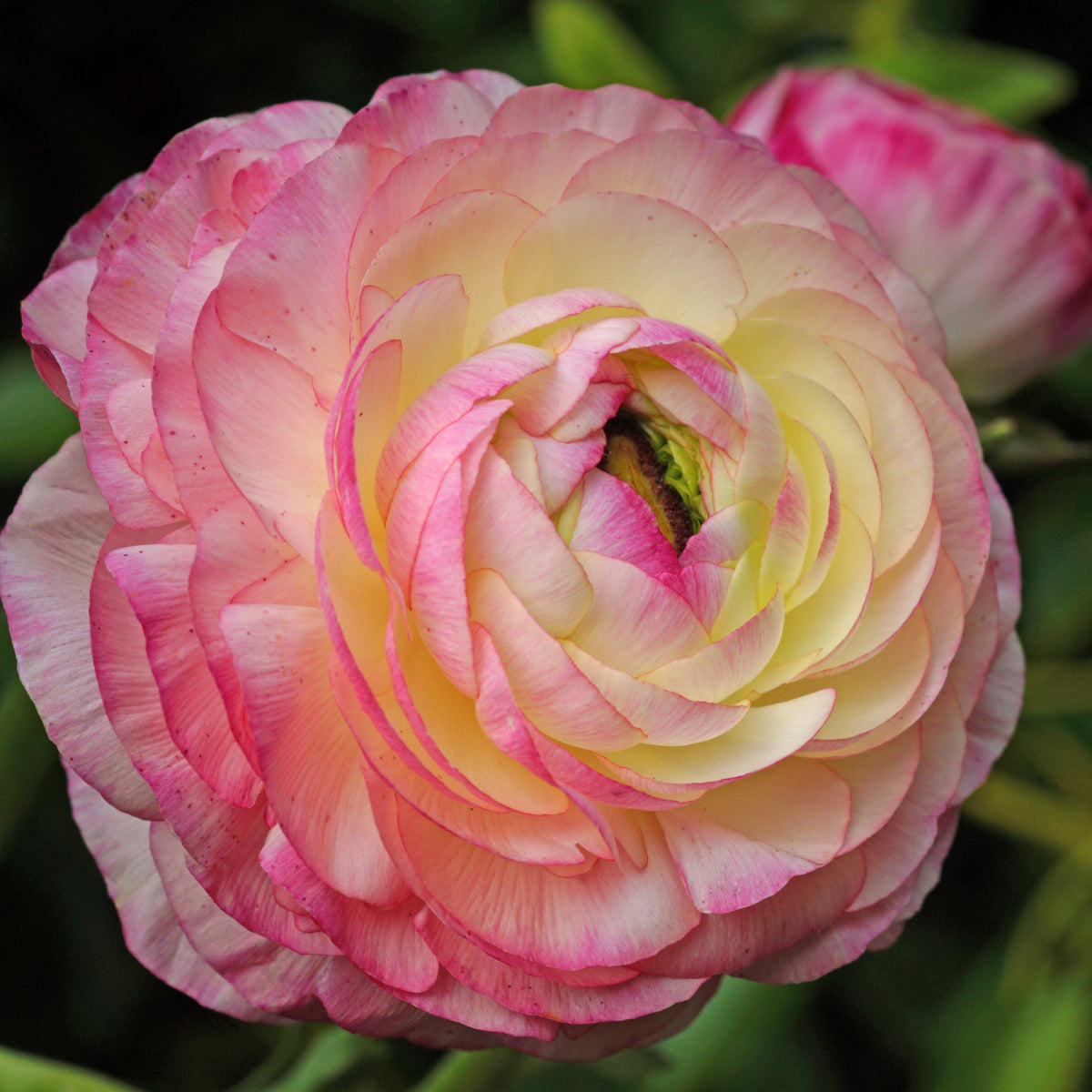 12 Renoncules Picotee Pink - Ranunculus picotee pink - Willemse