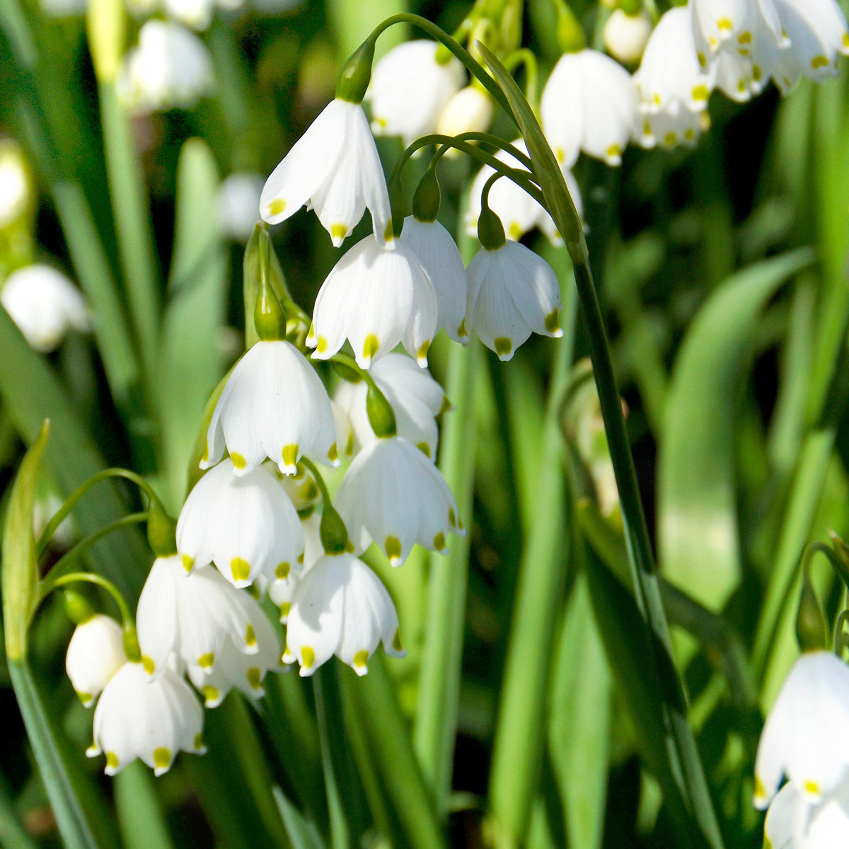 8 Nivéoles d'été - Leucojum aestivum - Willemse
