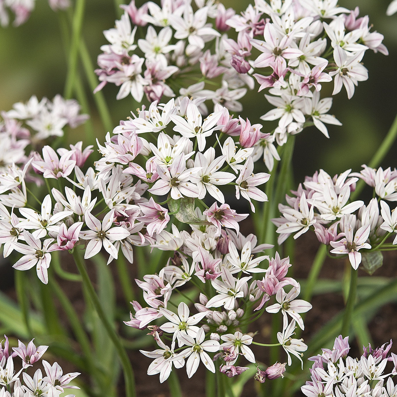 25 Alliums Caméléon - Allium cameleon - Bulbes à fleurs