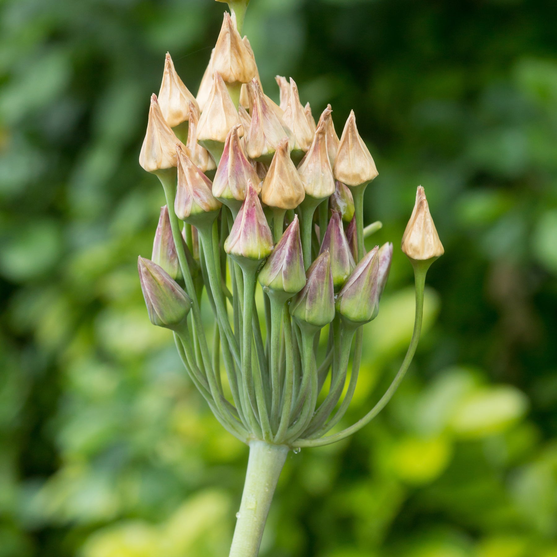 15 Alliums de Bulgarie - Allium bulgaricum - Allium