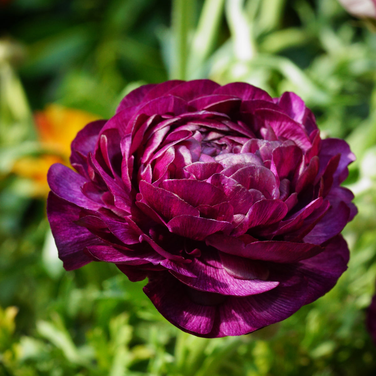 12 Renoncules Purple Sensation - Ranunculus purple sensation - Willemse