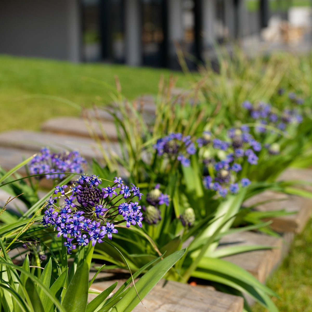 2 Scilles du Pérou - Scilla - Scilla peruviana - Willemse