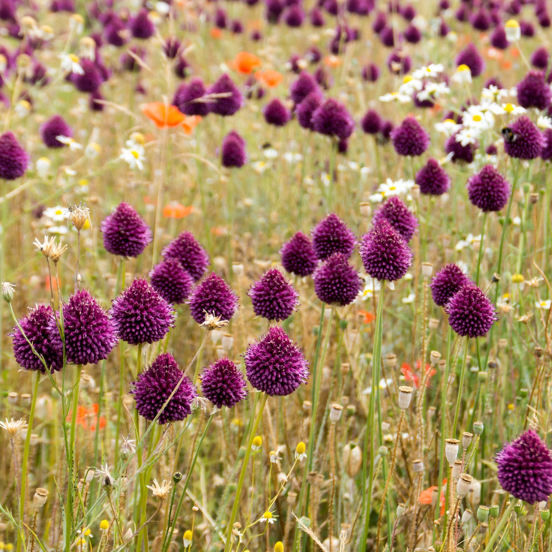 25 Alliums à tête ronde - Allium sphaerocephalon - Allium