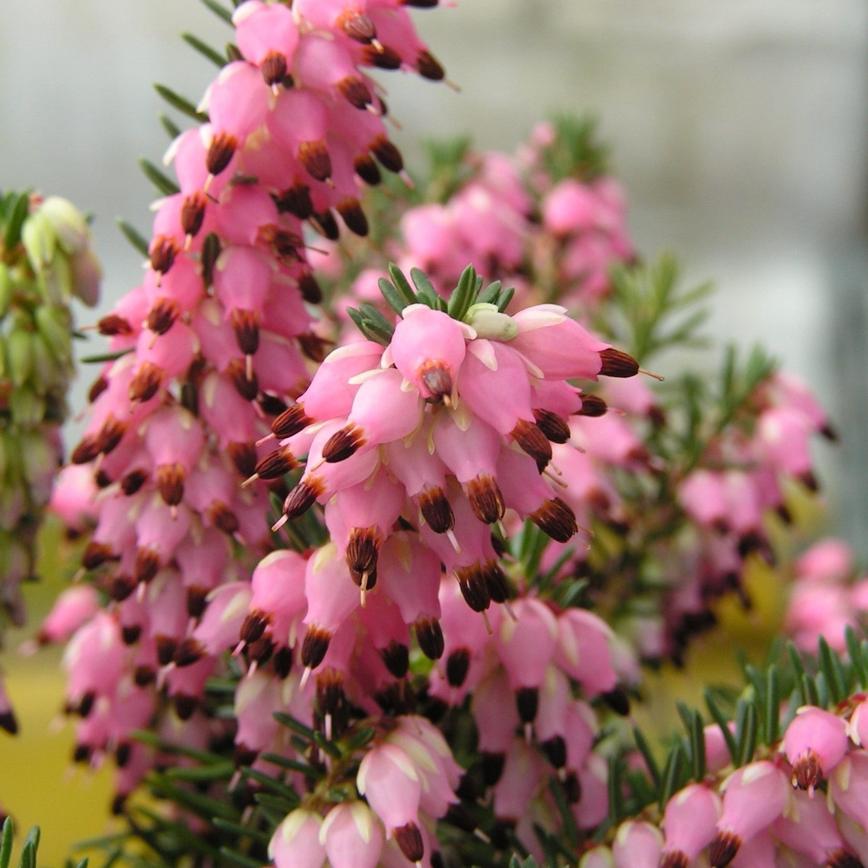 3 Bruyères d'hiver roses - Erica carnea - Plantes vivaces