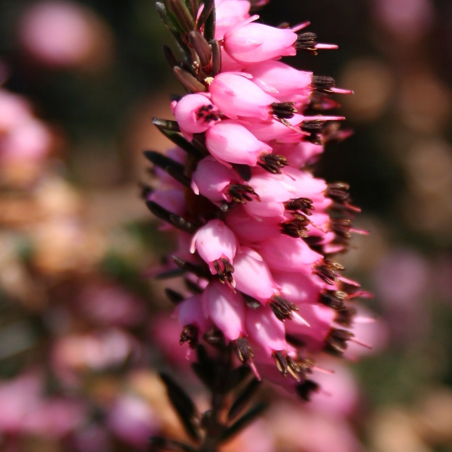 3 Bruyères d'hiver roses - Erica carnea - Bruyères