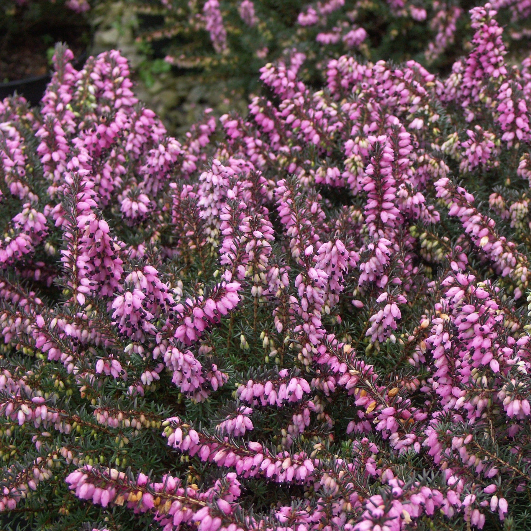 3 Bruyères d'hiver roses - Erica carnea