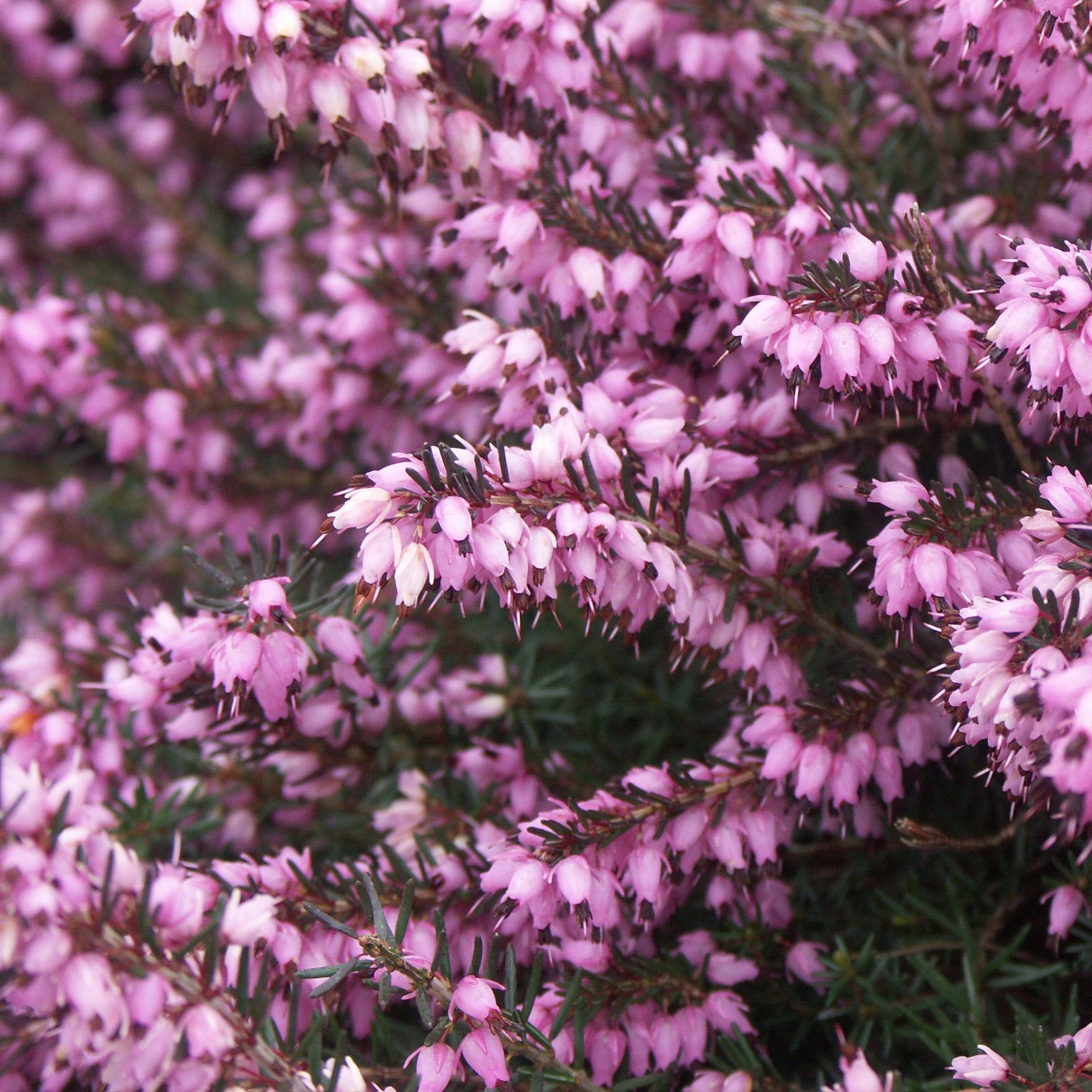 3 Bruyères d'hiver roses - Erica carnea