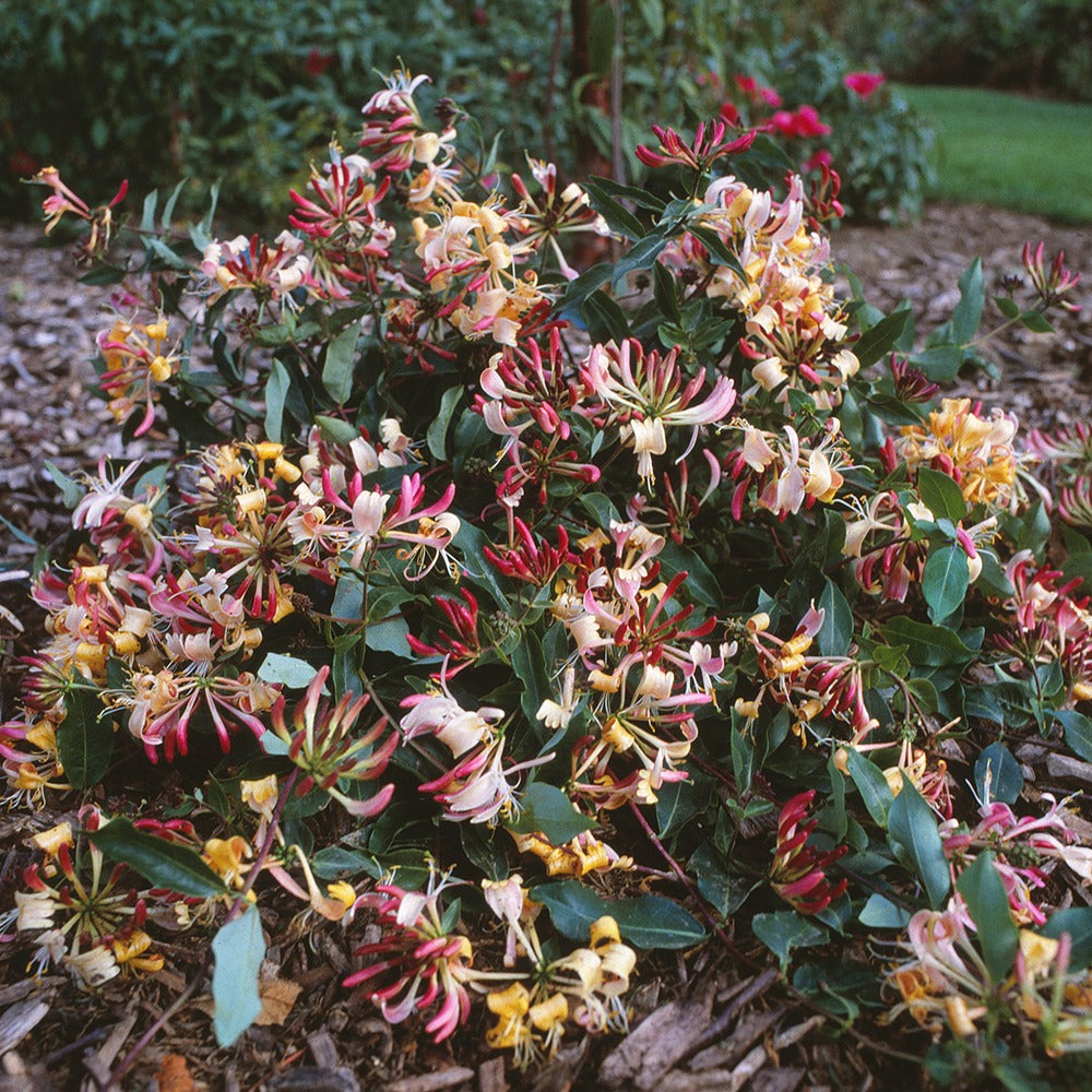 Chèvrefeuille arbustif Chic et Choc ® - Lonicera periclymenum chic & choc ® 'inov205' - Plantes