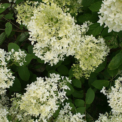 Hortensia paniculé Dentelle de Gorron ® - Hydrangea paniculata dentelle de gorron ® 'rencri' - Arbustes