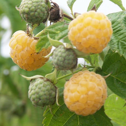 Framboisier remontant Fallgold - Rubus idaeus fallgold - Fruitiers Arbres et arbustes
