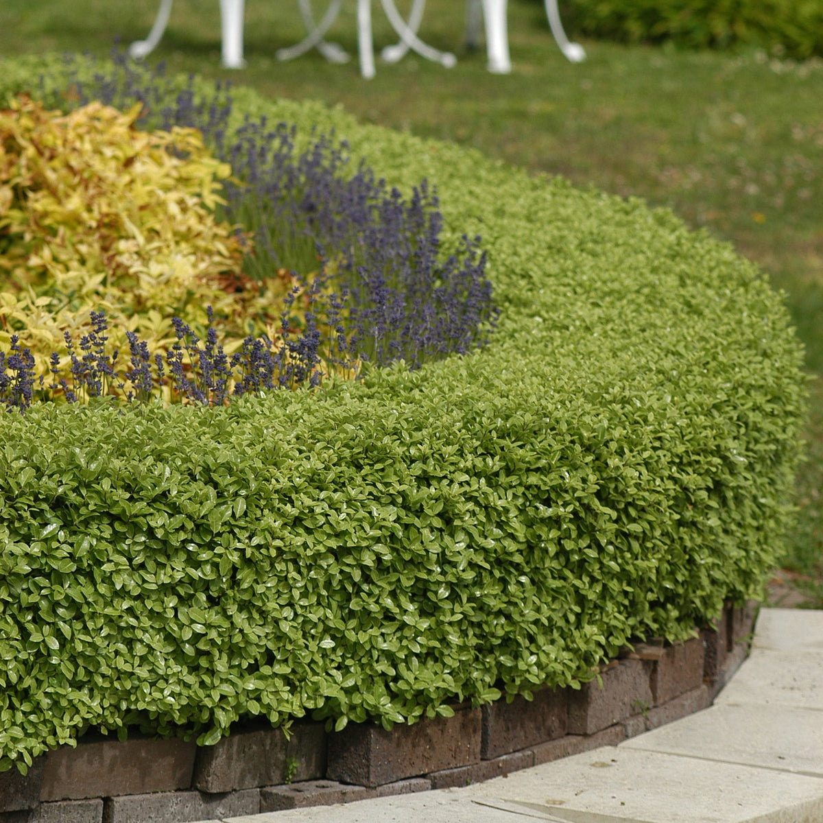 Pittosporum Golf Ball - Pittosporum tenuifolium ‘golf ball’ - Willemse