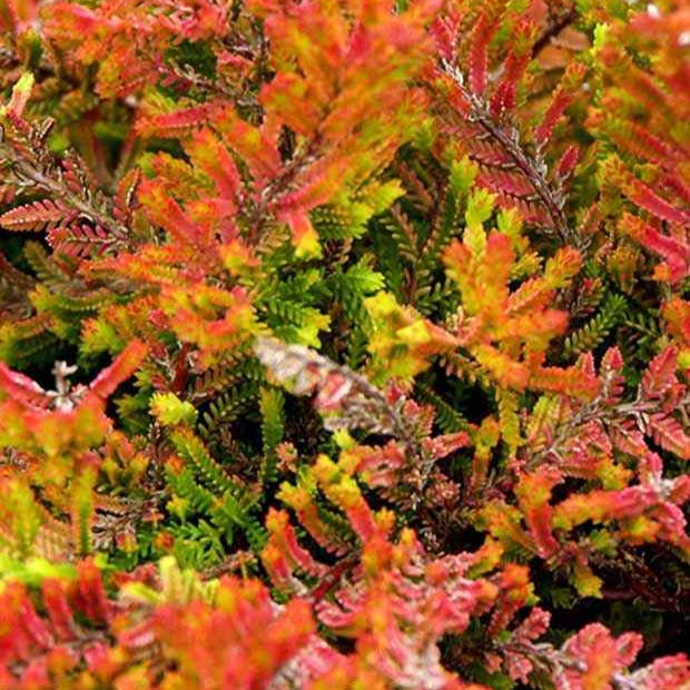 Bruyère d'été Wickwar Flame - Calluna vulgaris wickwar flame - Plantes