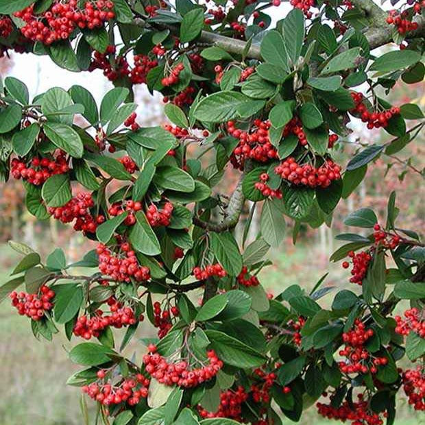 Cotoneaster Lacteus - Cotoneaster lacteus - Willemse