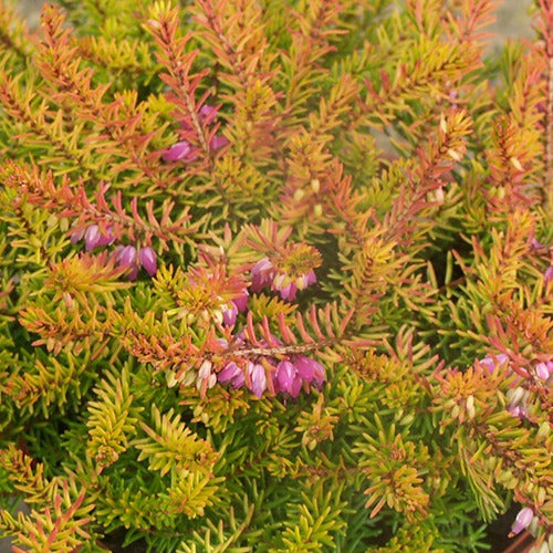 Bruyère d'hiver Mary Helen - Erica darleyensis mary helen - Plantes