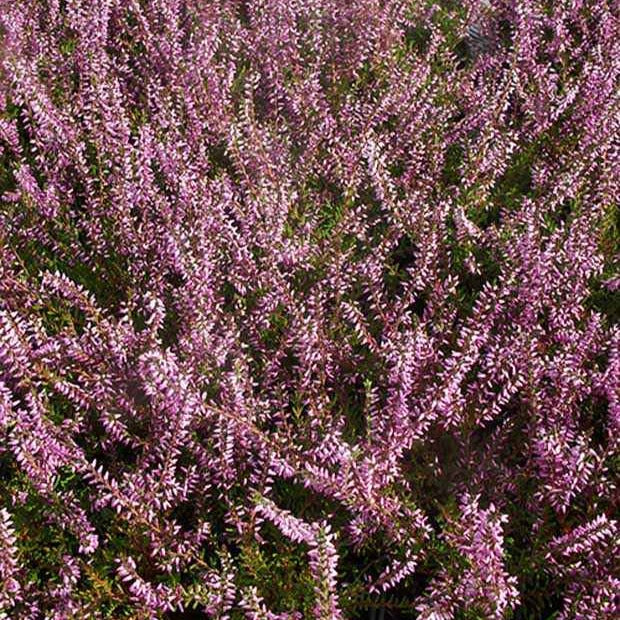 Bruyère d'été Marlies - Calluna vulgaris marlies - Plantes