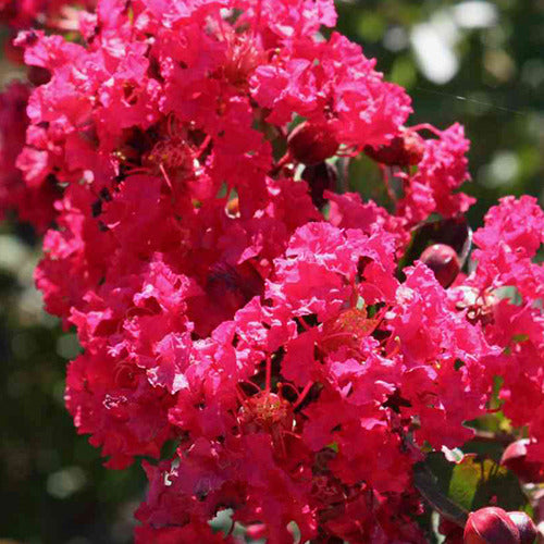 Lilas des Indes Lilas d'été Petite Red - Lagerstroemia indica petite red - Plantes