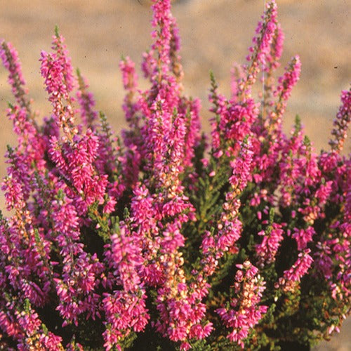 Bruyère d'été Darkness Callune Darkness - Calluna vulgaris darkness - Willemse