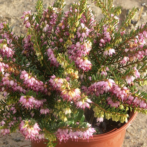 Bruyère d'hiver Ghost Hills - Erica darleyensis ghost hills - Willemse