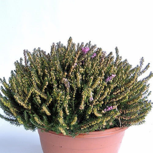 Bruyère d'hiver J.W. Porter - Erica darleyensis j.w porter - Willemse