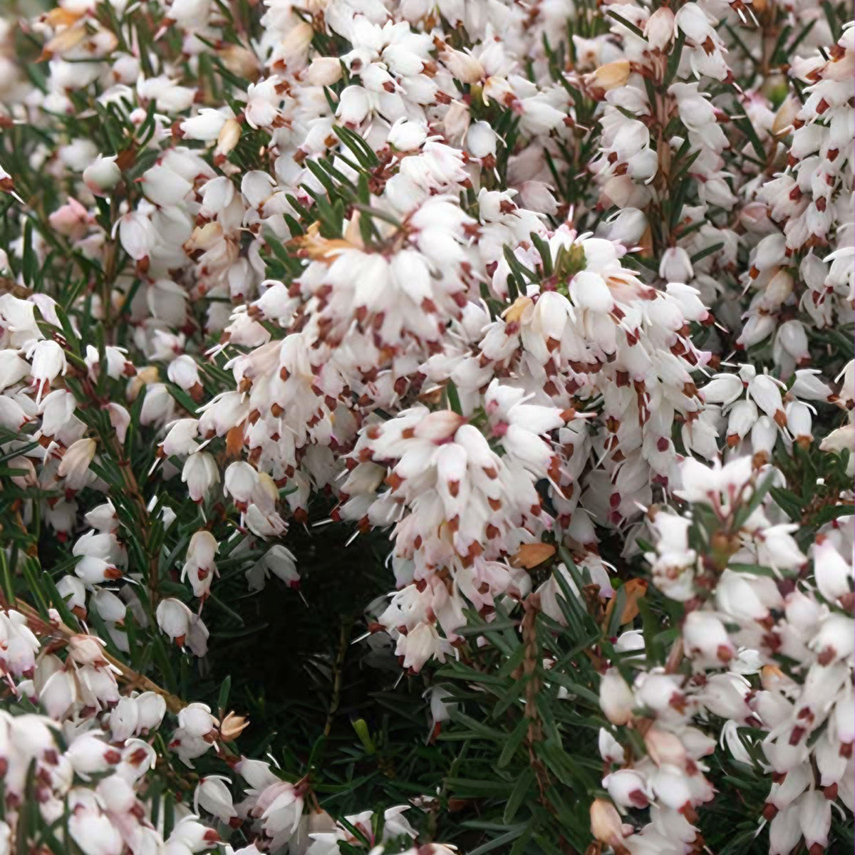 Bruyère d'hiver Silberschmelze - Erica darleyensis silberschmelze - Willemse