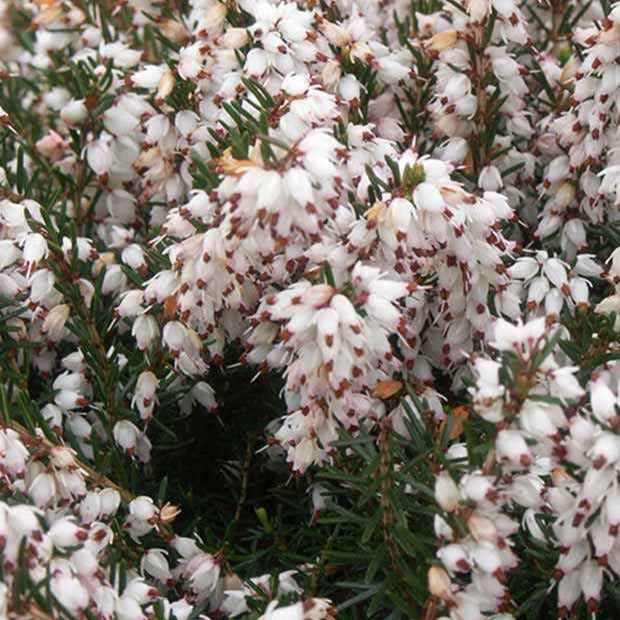 Bruyère d'hiver Silberschmelze - Erica darleyensis silberschmelze - Plantes