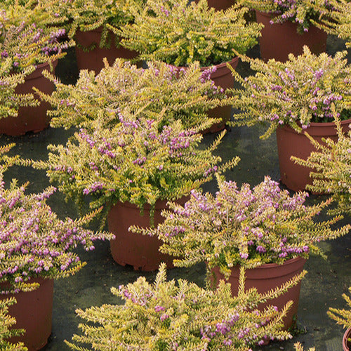 Bruyère d'hiver Eva Gold - Erica darleyensis eva gold - Plantes