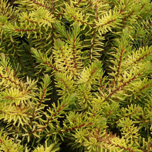 Bruyère d'hiver Eva Gold - Erica darleyensis eva gold - Plantes vivaces